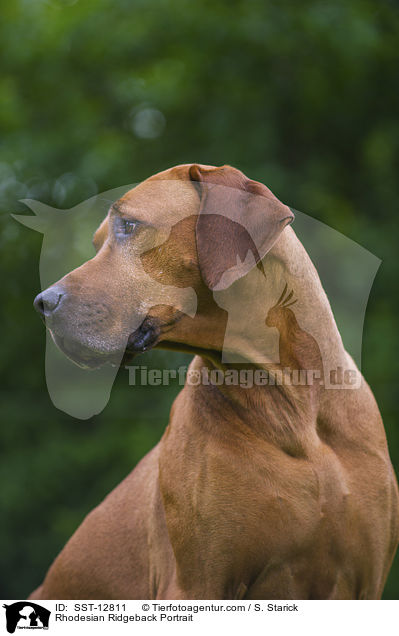 Rhodesian Ridgeback Portrait / Rhodesian Ridgeback Portrait / SST-12811