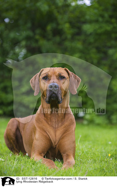 liegender Rhodesian Ridgeback / lying Rhodesian Ridgeback / SST-12816