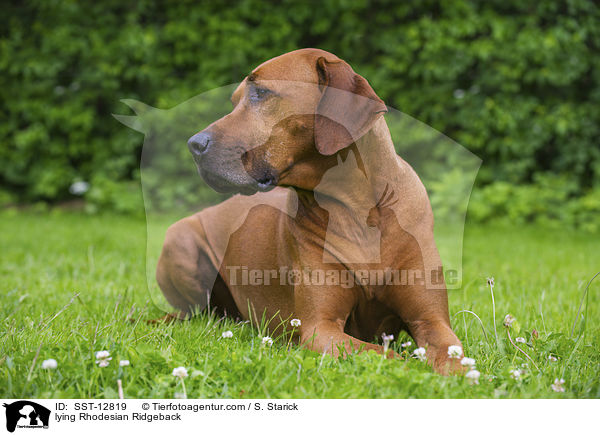 liegender Rhodesian Ridgeback / lying Rhodesian Ridgeback / SST-12819