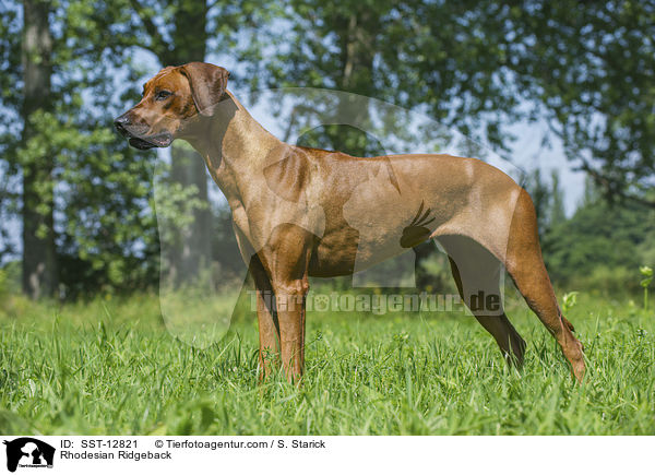 Rhodesian Ridgeback / Rhodesian Ridgeback / SST-12821