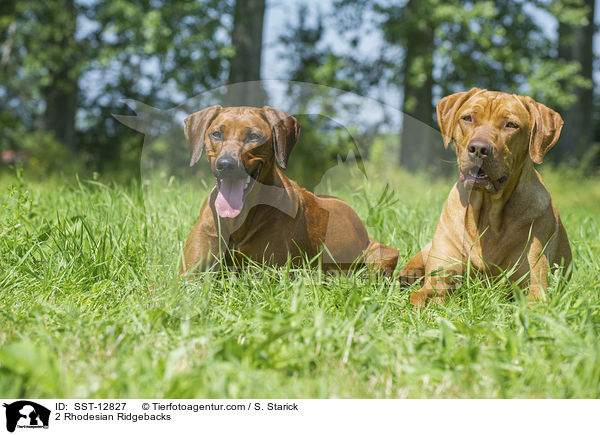 2 Rhodesian Ridgebacks / 2 Rhodesian Ridgebacks / SST-12827