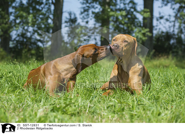 2 Rhodesian Ridgebacks / 2 Rhodesian Ridgebacks / SST-12831