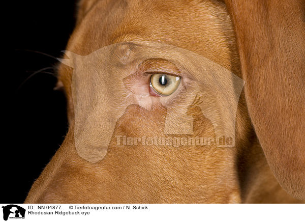 Rhodesian Ridgeback eye / NN-04877