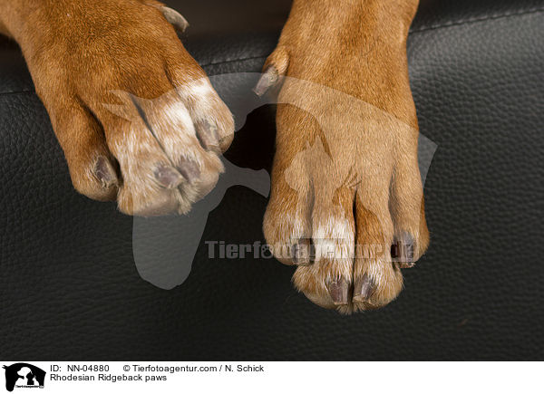 Rhodesian Ridgeback paws / NN-04880