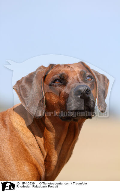 Rhodesian Ridgeback Portrait / Rhodesian Ridgeback Portrait / IF-10539