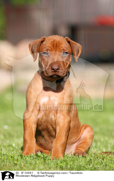 Rhodesian Ridgeback Welpe / Rhodesian Ridgeback Puppy / IF-10541