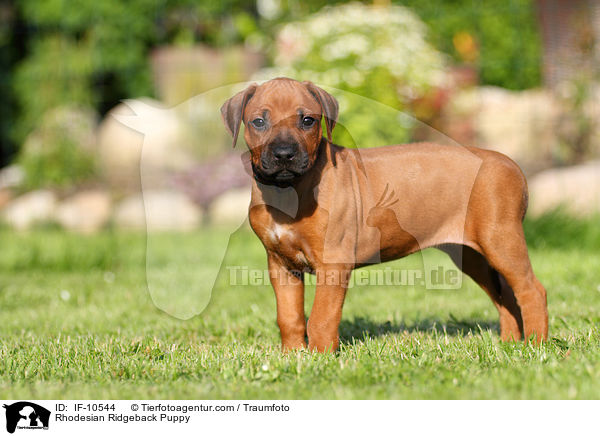 Rhodesian Ridgeback Welpe / Rhodesian Ridgeback Puppy / IF-10544