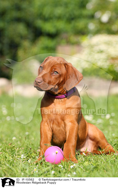 Rhodesian Ridgeback Welpe / Rhodesian Ridgeback Puppy / IF-10562