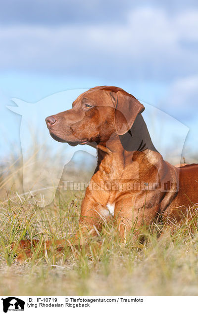 liegender Rhodesian Ridgeback / lying Rhodesian Ridgeback / IF-10719