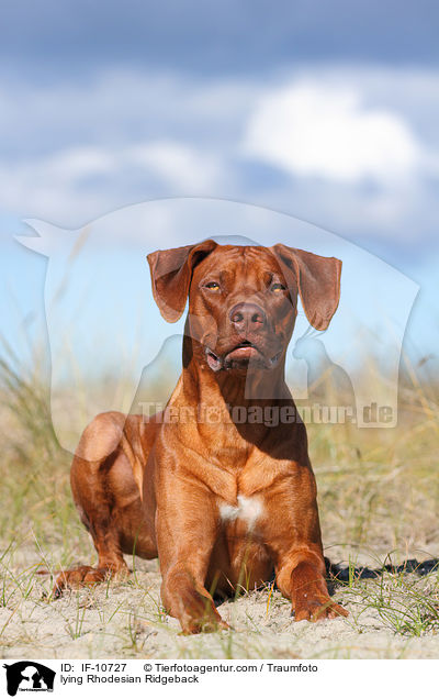 liegender Rhodesian Ridgeback / lying Rhodesian Ridgeback / IF-10727