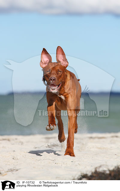 spielender Rhodesian Ridgeback / playing Rhodesian Ridgeback / IF-10732