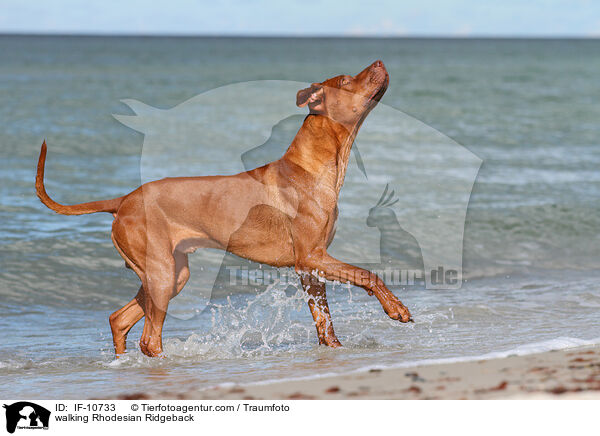 laufender Rhodesian Ridgeback / walking Rhodesian Ridgeback / IF-10733