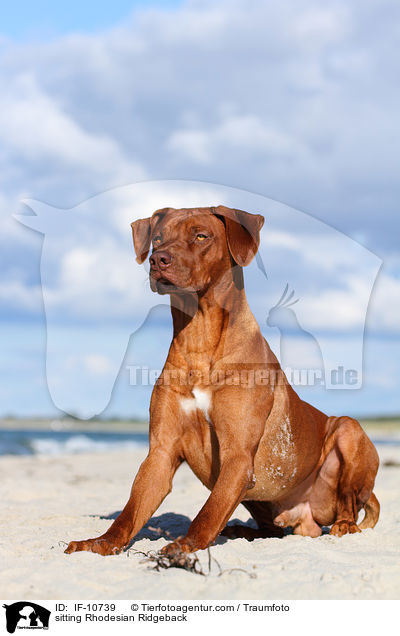 sitzender Rhodesian Ridgeback / sitting Rhodesian Ridgeback / IF-10739