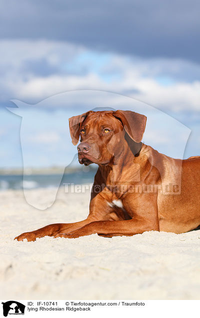 liegender Rhodesian Ridgeback / lying Rhodesian Ridgeback / IF-10741