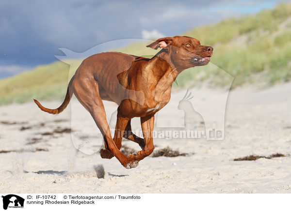 rennender Rhodesian Ridgeback / running Rhodesian Ridgeback / IF-10742