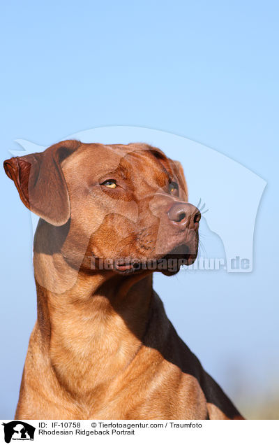 Rhodesian Ridgeback Portrait / Rhodesian Ridgeback Portrait / IF-10758