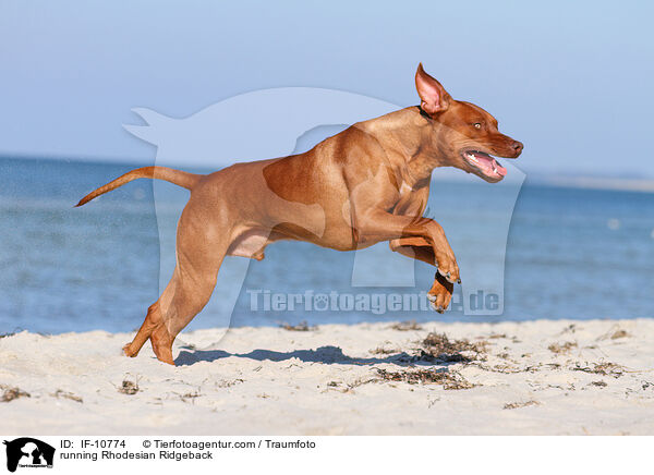 rennender Rhodesian Ridgeback / running Rhodesian Ridgeback / IF-10774