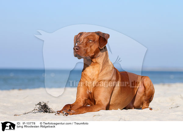 liegender Rhodesian Ridgeback / lying Rhodesian Ridgeback / IF-10778