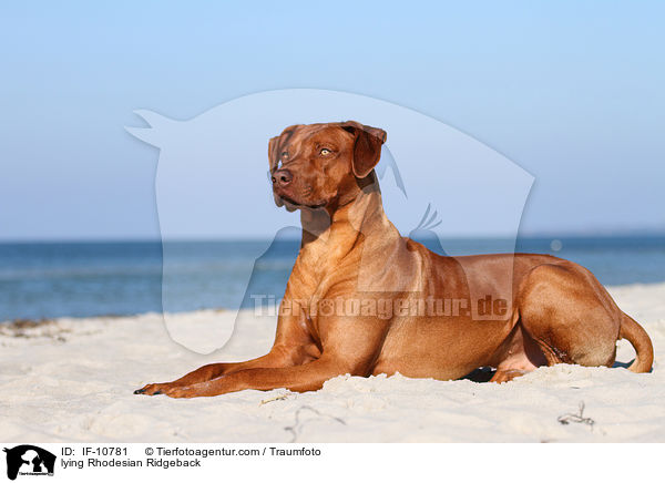 lying Rhodesian Ridgeback / IF-10781