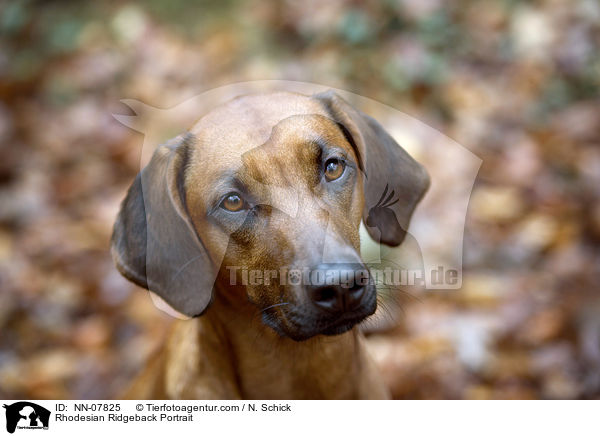 Rhodesian Ridgeback Portrait / Rhodesian Ridgeback Portrait / NN-07825