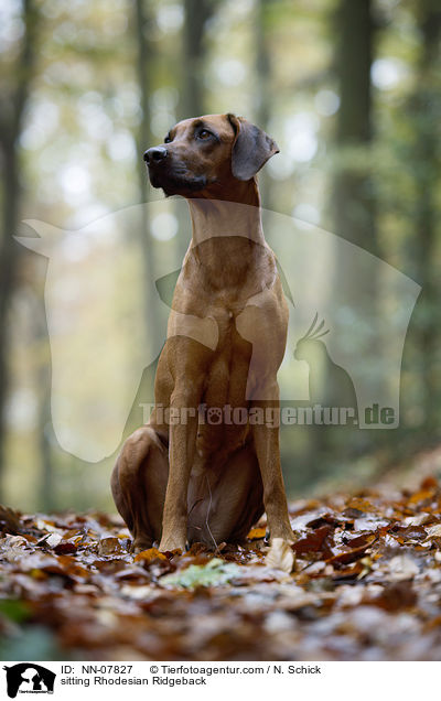 sitzender Rhodesian Ridgeback / sitting Rhodesian Ridgeback / NN-07827