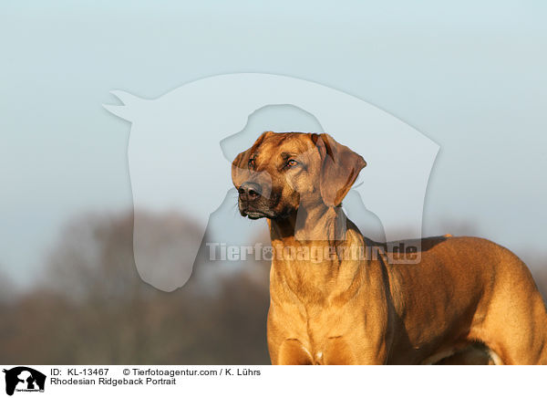 Rhodesian Ridgeback Portrait / Rhodesian Ridgeback Portrait / KL-13467