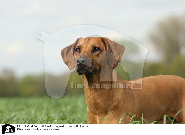 Rhodesian Ridgeback Portrait / Rhodesian Ridgeback Portrait / KL-13474