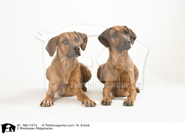 2 Rhodesian Ridgebacks / 2 Rhodesian Ridgebacks / NN-11012