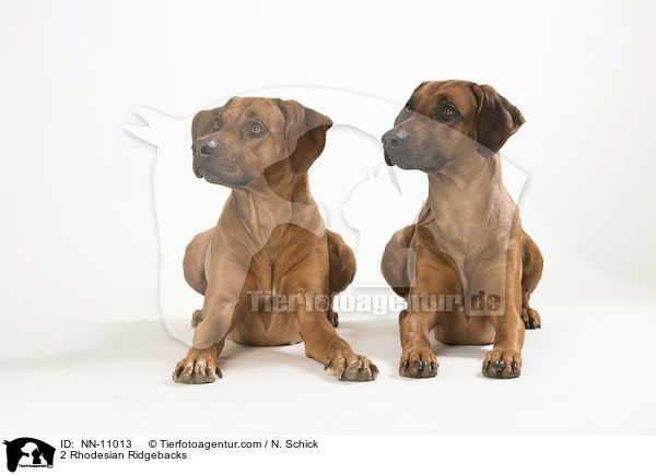 2 Rhodesian Ridgebacks / 2 Rhodesian Ridgebacks / NN-11013