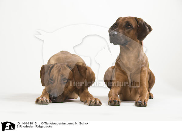 2 Rhodesian Ridgebacks / 2 Rhodesian Ridgebacks / NN-11015