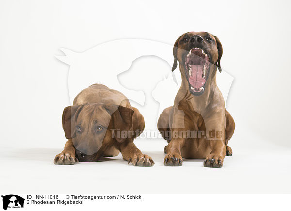 2 Rhodesian Ridgebacks / 2 Rhodesian Ridgebacks / NN-11016