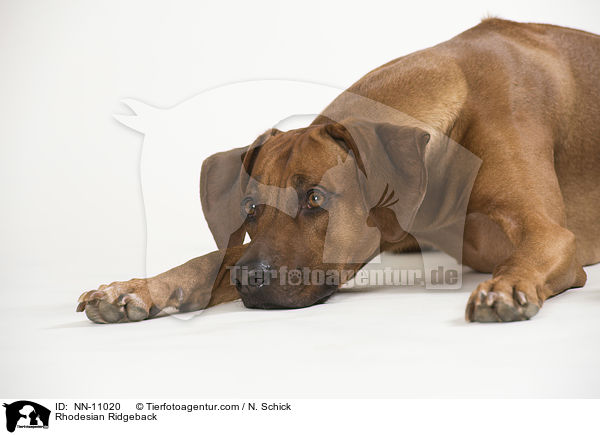 Rhodesian Ridgeback / Rhodesian Ridgeback / NN-11020