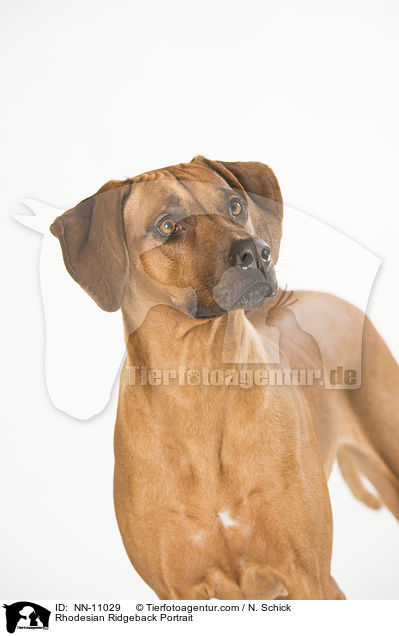 Rhodesian Ridgeback Portrait / Rhodesian Ridgeback Portrait / NN-11029