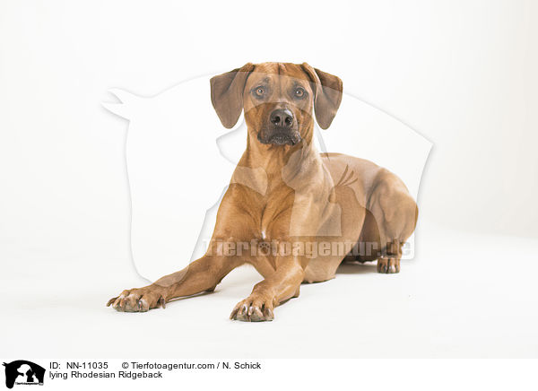 liegender Rhodesian Ridgeback / lying Rhodesian Ridgeback / NN-11035