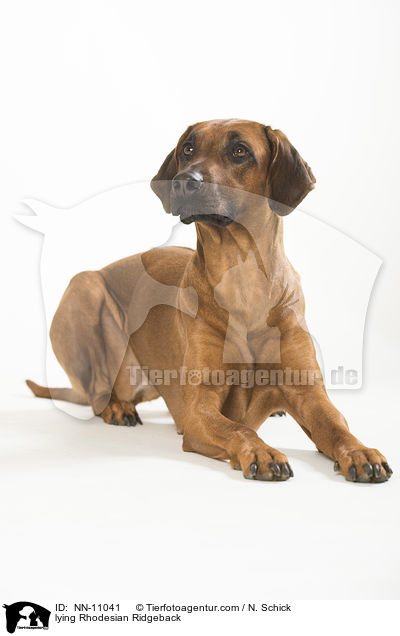 liegender Rhodesian Ridgeback / lying Rhodesian Ridgeback / NN-11041