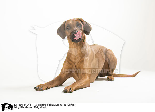 liegender Rhodesian Ridgeback / lying Rhodesian Ridgeback / NN-11044