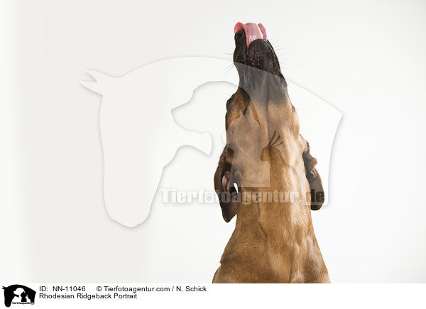 Rhodesian Ridgeback Portrait / Rhodesian Ridgeback Portrait / NN-11046