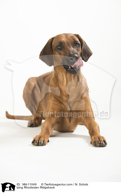 liegender Rhodesian Ridgeback / lying Rhodesian Ridgeback / NN-11049