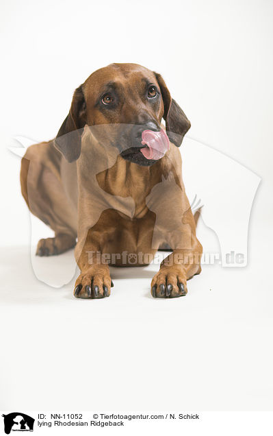 liegender Rhodesian Ridgeback / lying Rhodesian Ridgeback / NN-11052