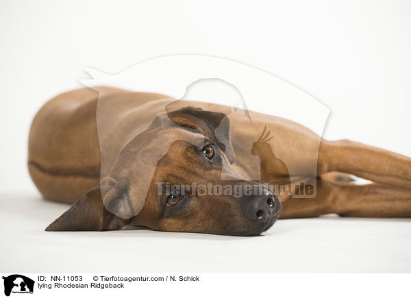 liegender Rhodesian Ridgeback / lying Rhodesian Ridgeback / NN-11053