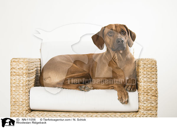 Rhodesian Ridgeback / Rhodesian Ridgeback / NN-11056