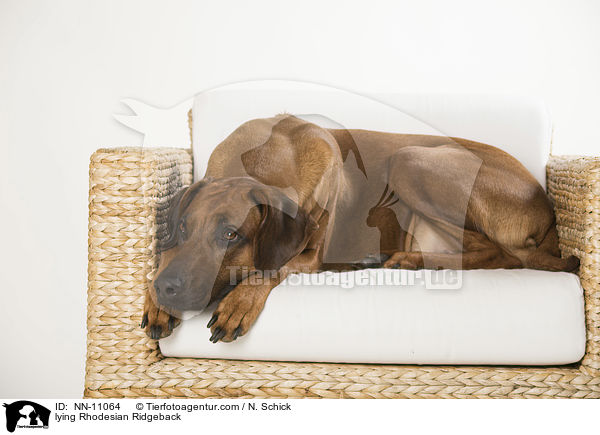 liegender Rhodesian Ridgeback / lying Rhodesian Ridgeback / NN-11064