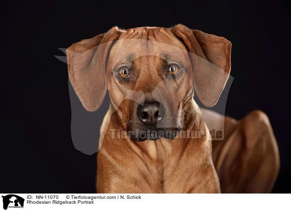 Rhodesian Ridgeback Portrait / Rhodesian Ridgeback Portrait / NN-11070