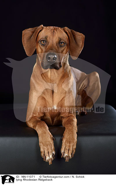 liegender Rhodesian Ridgeback / lying Rhodesian Ridgeback / NN-11071