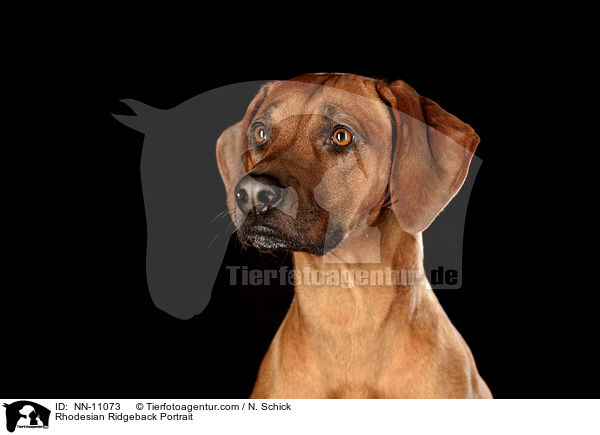 Rhodesian Ridgeback Portrait / Rhodesian Ridgeback Portrait / NN-11073