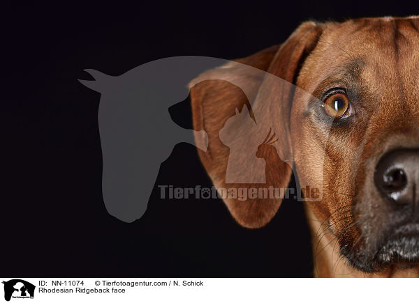 Rhodesian Ridgeback Gesicht / Rhodesian Ridgeback face / NN-11074