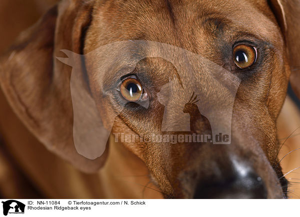 Rhodesian Ridgeback eyes / NN-11084