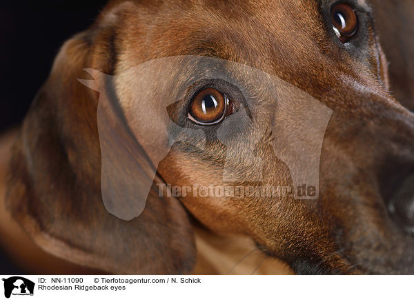 Rhodesian Ridgeback Augen / Rhodesian Ridgeback eyes / NN-11090