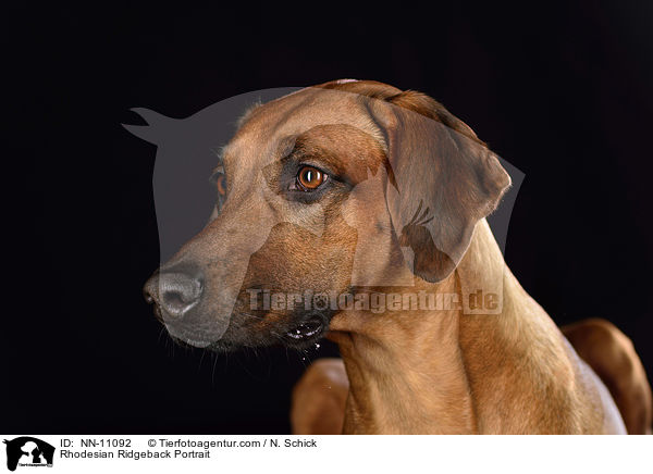 Rhodesian Ridgeback Portrait / Rhodesian Ridgeback Portrait / NN-11092