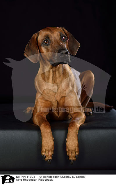 liegender Rhodesian Ridgeback / lying Rhodesian Ridgeback / NN-11093